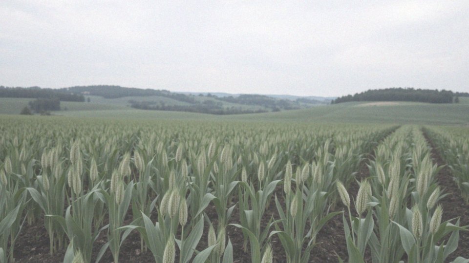Jakie są ekologiczne aspekty uprawy roślin włóknistych?